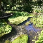 enhance-biodiversity