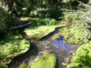 enhance-biodiversity