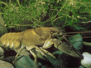 crayfish-wildlife