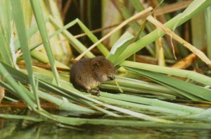 mouse-wildlife