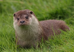 otter-wildlife