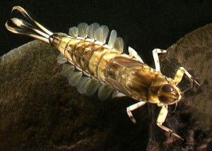 invertebrates