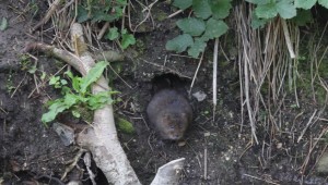 Mouse1
