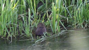 Mouse2